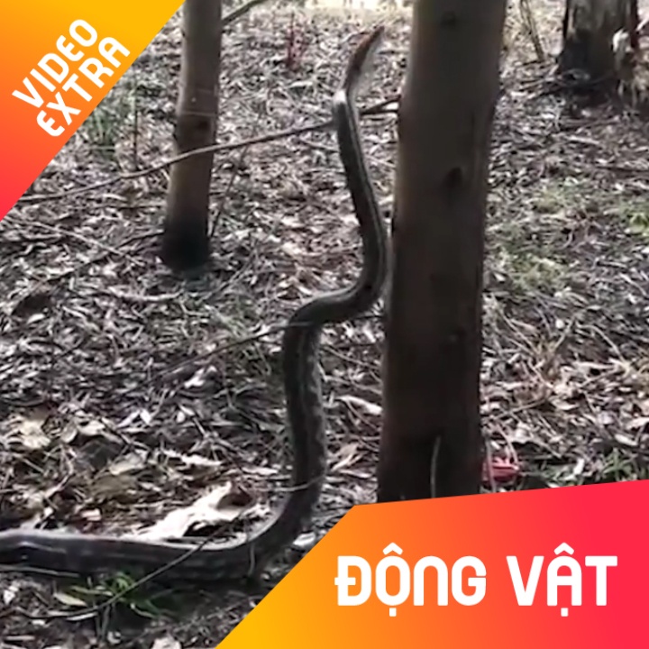 Xem tuyet ky leo cay cua tran hinh anh