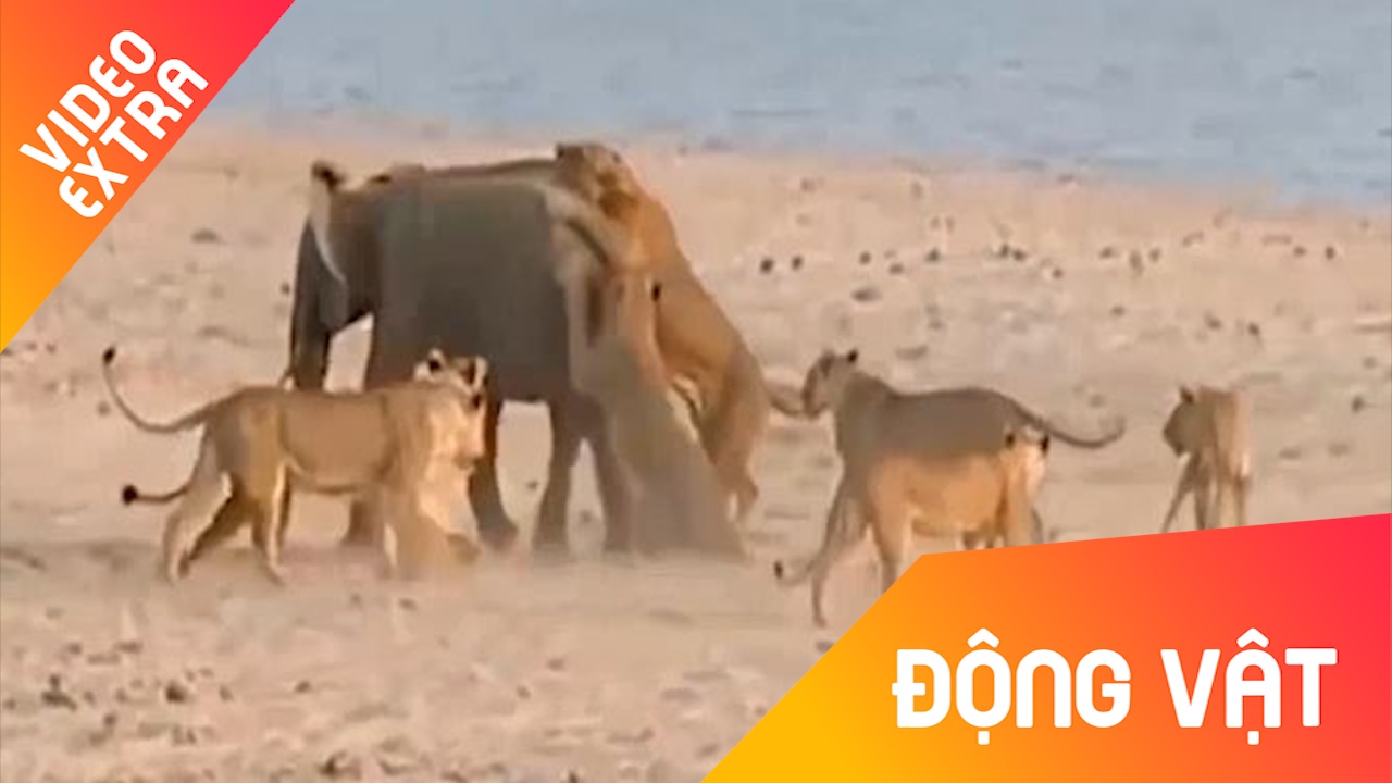 Voi chau Phi doi dau voi su bao vay cua hon 10 con su tu hinh anh