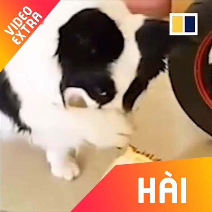 Phan ung hai huoc cua dong vat khi duoc thu sau rieng hinh anh