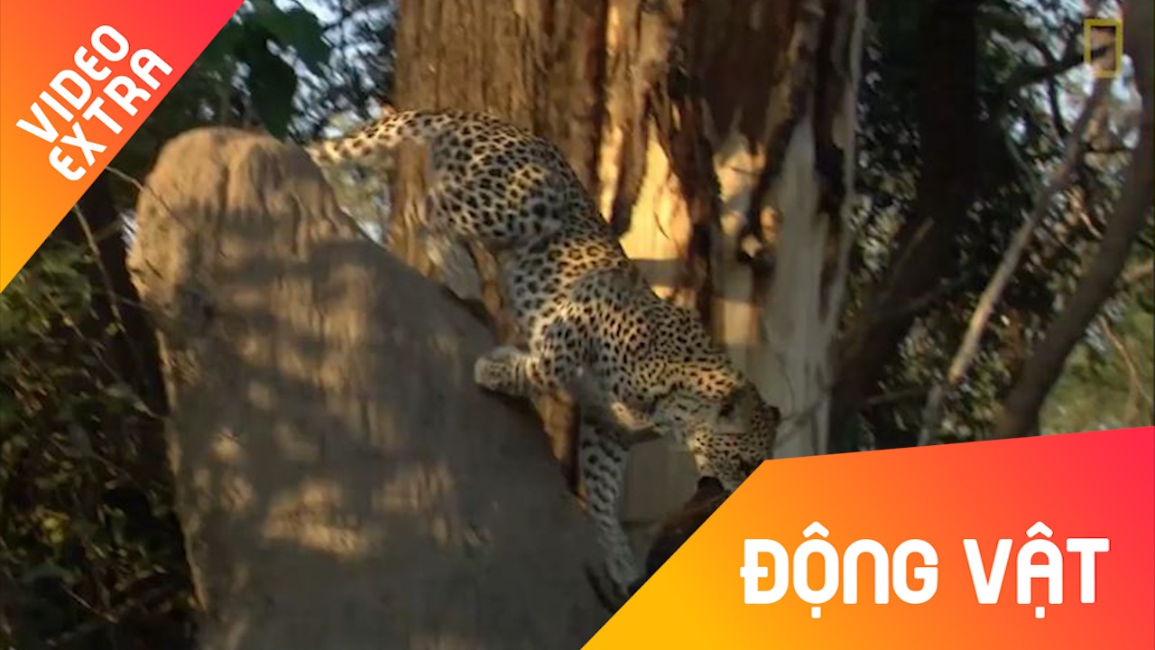 Man san moi 'phong nhu ten lua' cua bao dom hinh anh