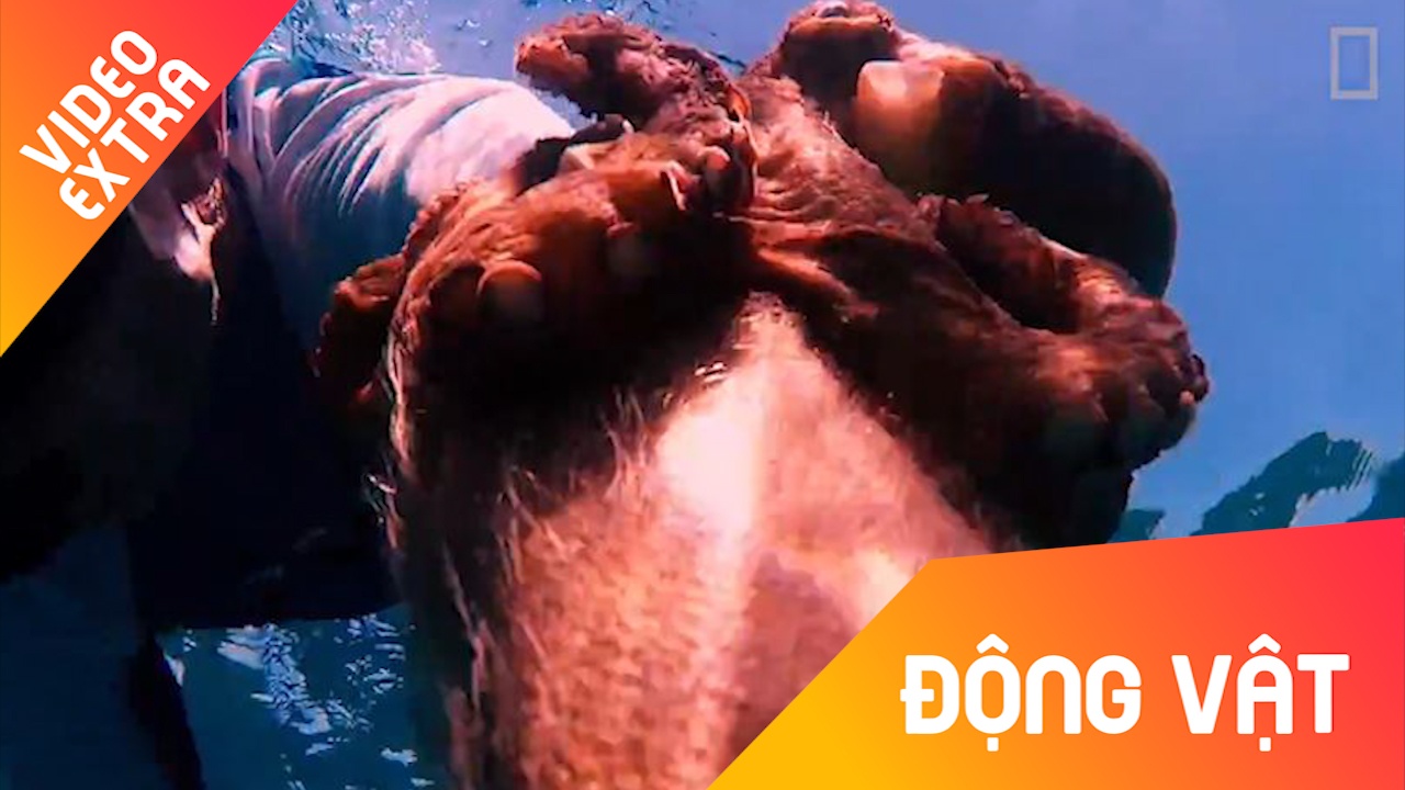 Bach tuoc ly lom bam vao nguoi tho lan khong roi hinh anh