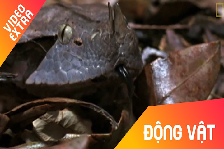 Cach san moi nhanh nhu chop cua loai ran ho luc Gaboon o Chau Phi hinh anh