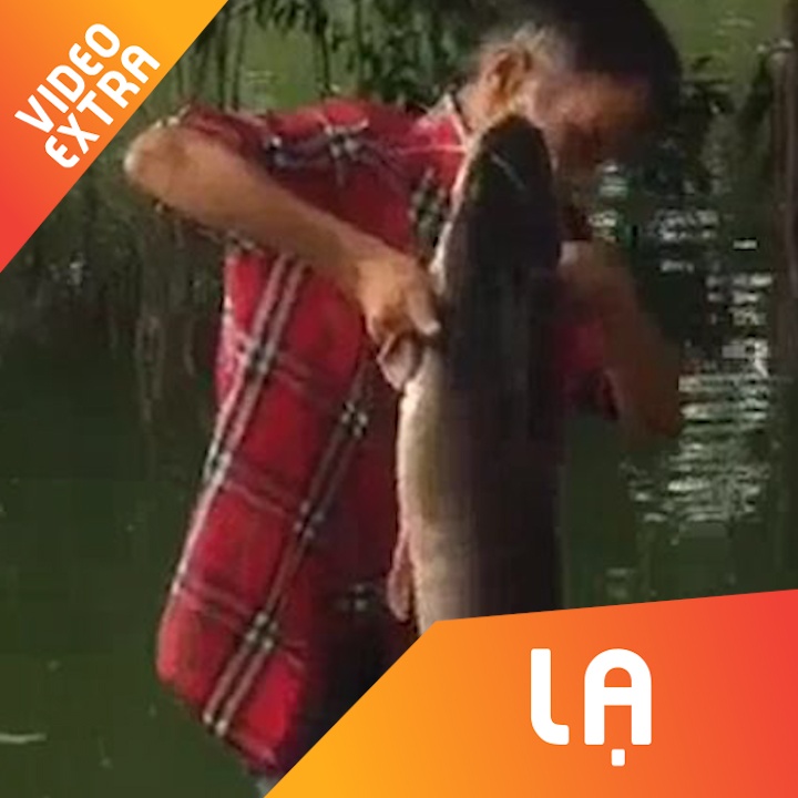 Ca tre 'khung' hang chuc kg tai Ho Guom bi cau trom hinh anh