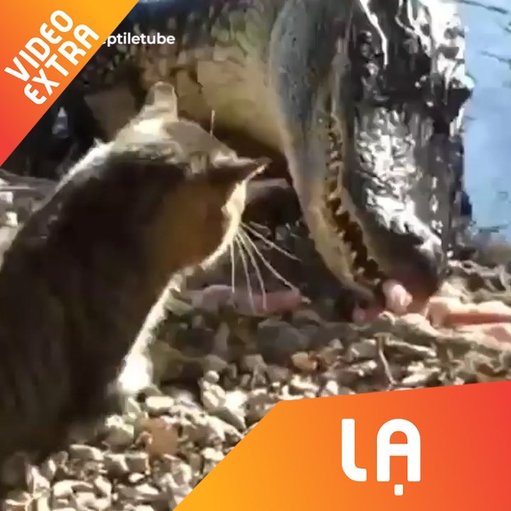 Gianh thuc an, ca sau bi meo va lien tuc vao mat hinh anh