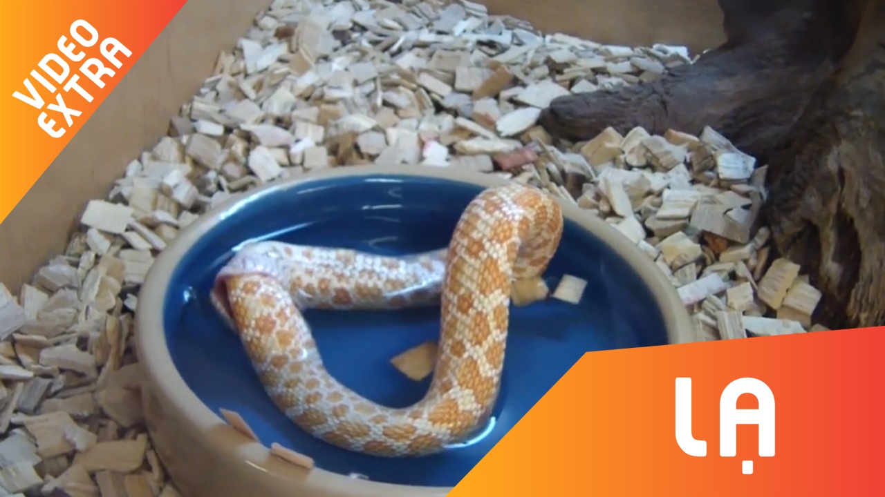 Ky la ran doc tu nhai duoi minh den chet hinh anh