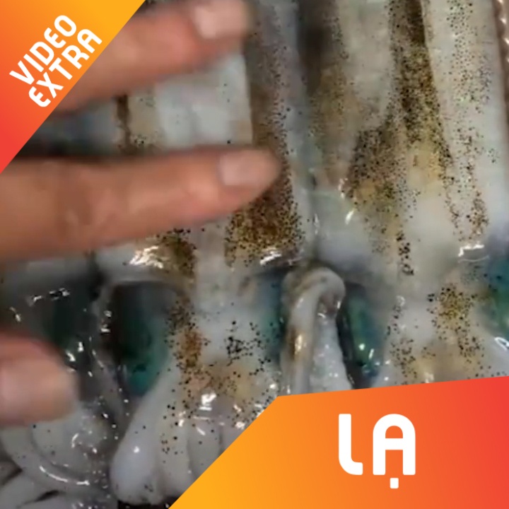 Muc song doi mau sac cuc dep khi bi cham vao co the hinh anh