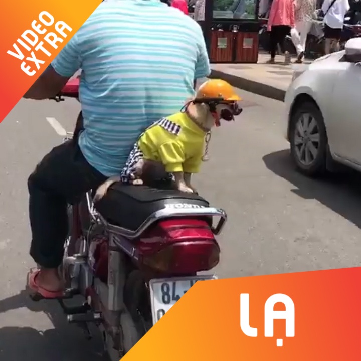 Chu cho day y thuc, doi mu bao hiem khi di xe hinh anh