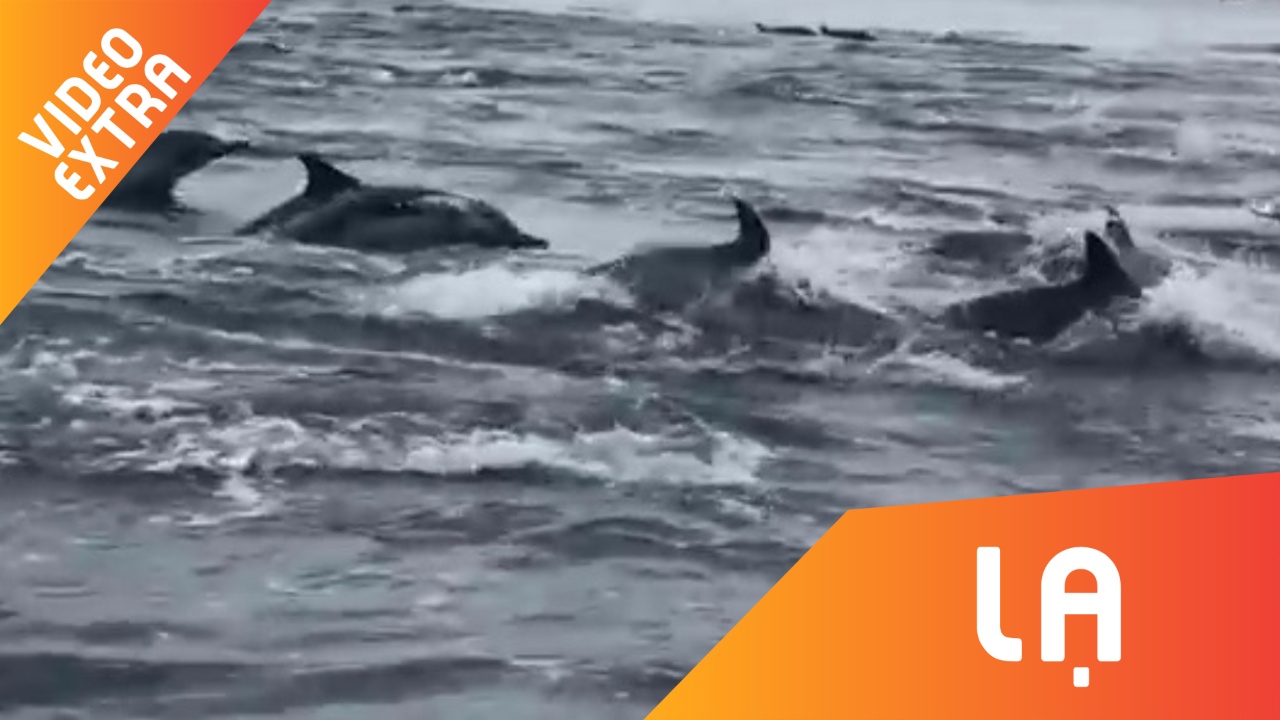 Choang ngop hang nghin con ca heo cung nhau di san moi hinh anh