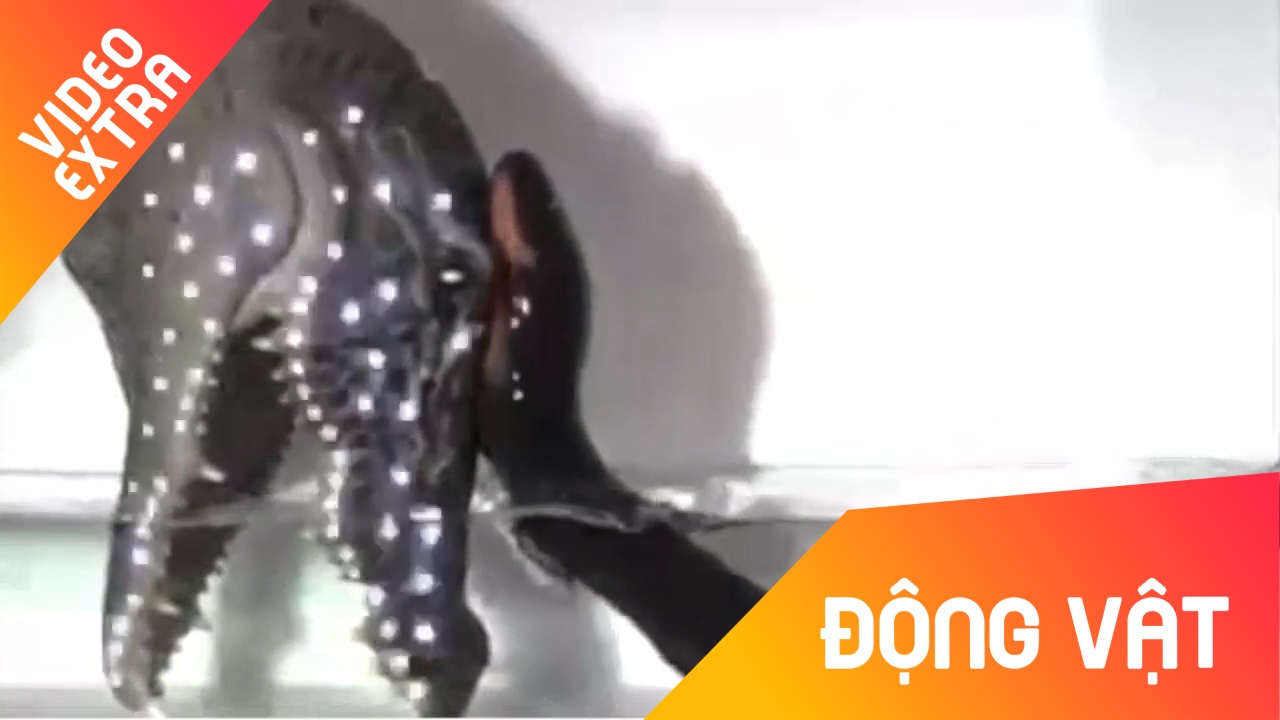 Ca chinh dien co kha nang giat chet ke thu voi dong dien 900 volt hinh anh