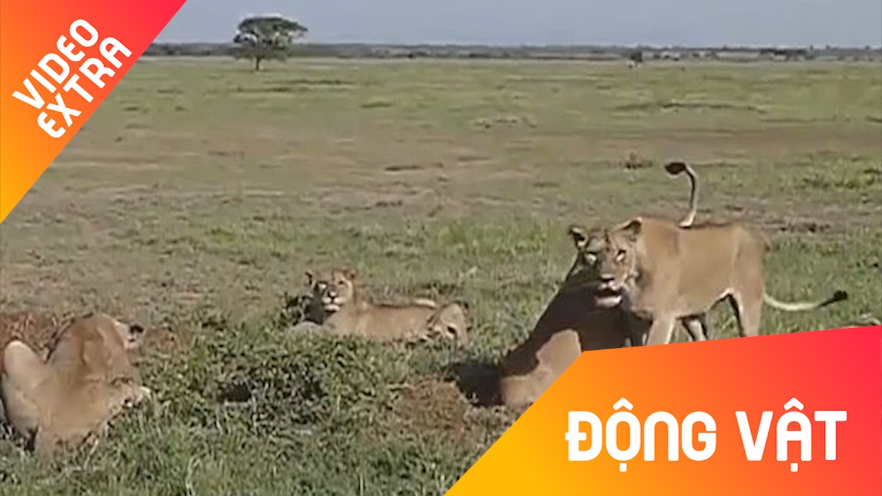 Lon rung 'dao tau' ngoan muc truoc bay su tu cai hinh anh