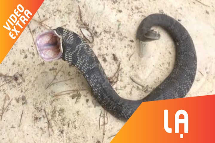 Loai ran hai huoc co mom rong ngoac, chuyen gia chet lua ke thu hinh anh