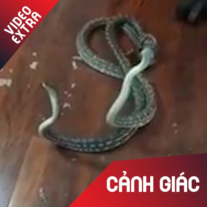 Kinh hai phat hien cap ran chien dau trong phong ngu hinh anh