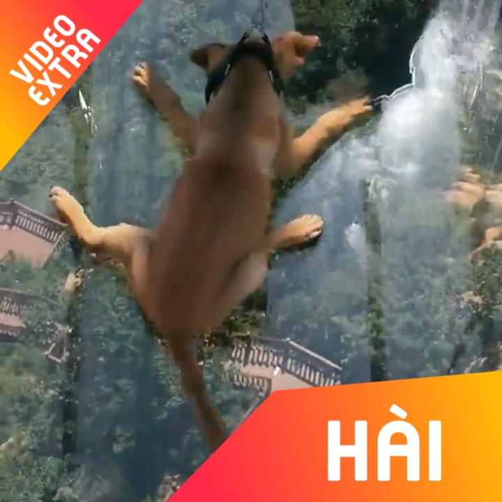 Chu cho 'dieng nguoi' khi qua cau kinh trong suot o Trung Quoc hinh anh