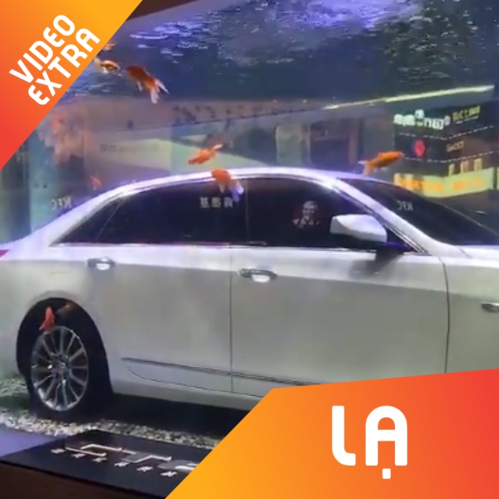 Ngam xe sang trong be ca vang de trung bay hinh anh