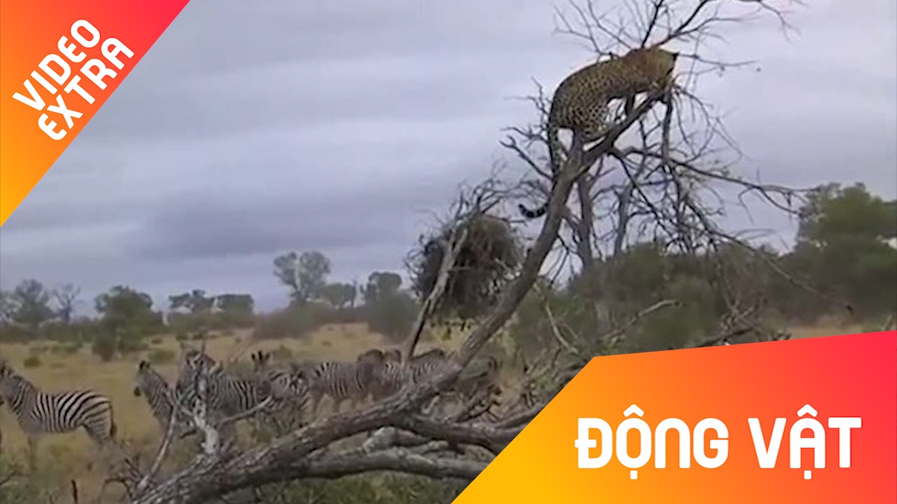 Di san that bai, bao hoa mai bi con moi duoi phai tron len cay hinh anh