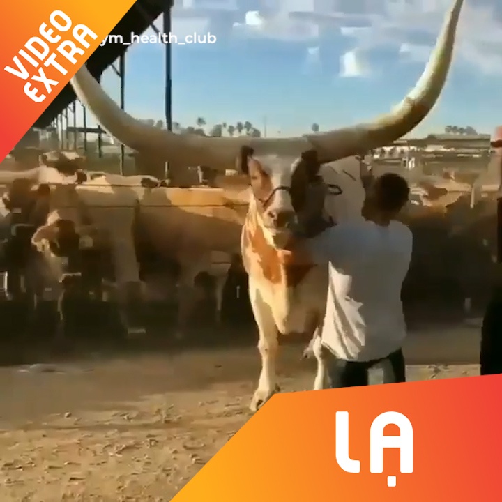 Chu bo co doi sung sai rong hon 2 met hinh anh