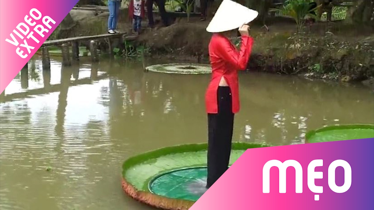 Cach dung len la sen de song ao ma khong so chim hinh anh