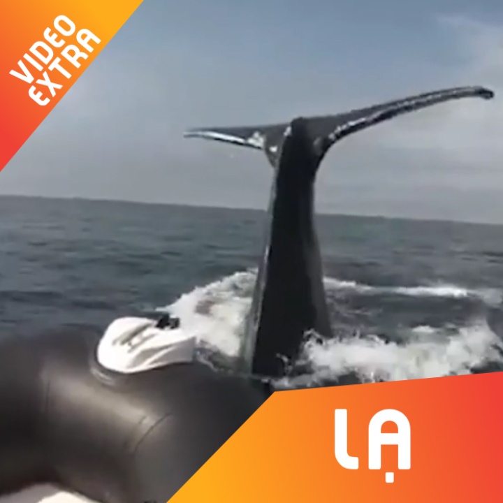 Ca voi khong lo suyt dap tan chiec xuong tren bien o Canada hinh anh