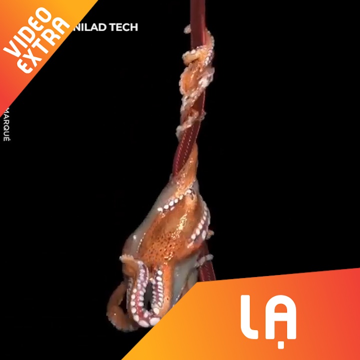 Bach tuoc the hien kha nang leo treo bac thay ngay ca tren can hinh anh