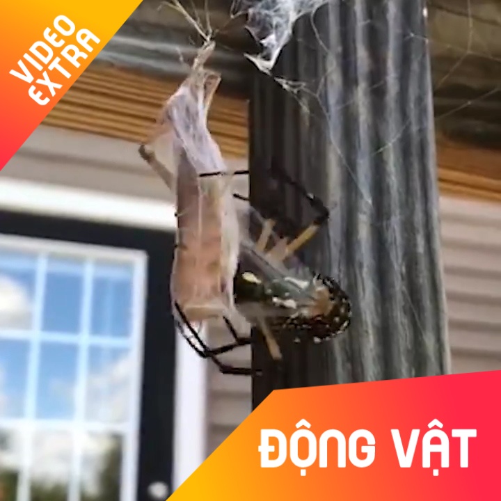 Ky nang cuon moi nhanh nhu may cua nhen hinh anh