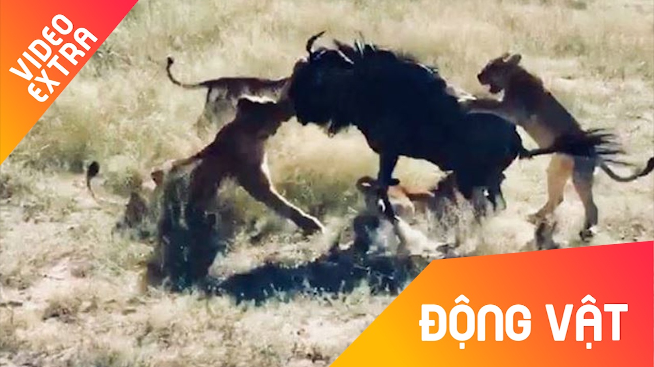 Linh duong dau bo mot minh danh bai 8 su tu hinh anh