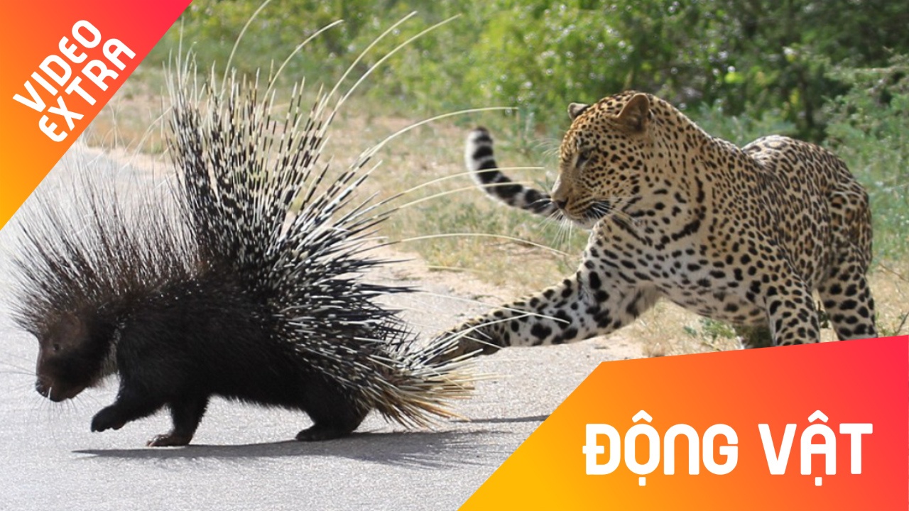 Bao hoa mai 'vo hieu' truoc bo long cua nhim khong lo hinh anh