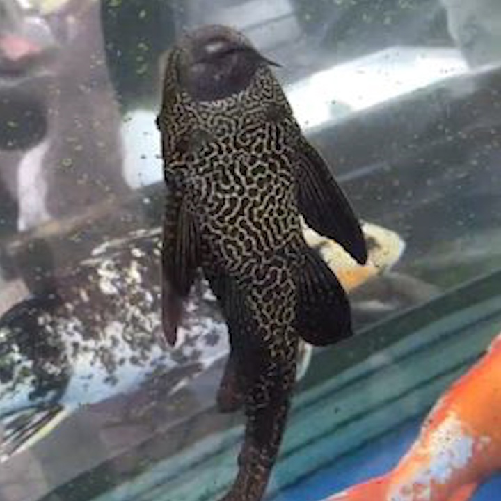 Man nhep mieng 'khop den tung chi tiet' cua chu ca chui kieng hinh anh