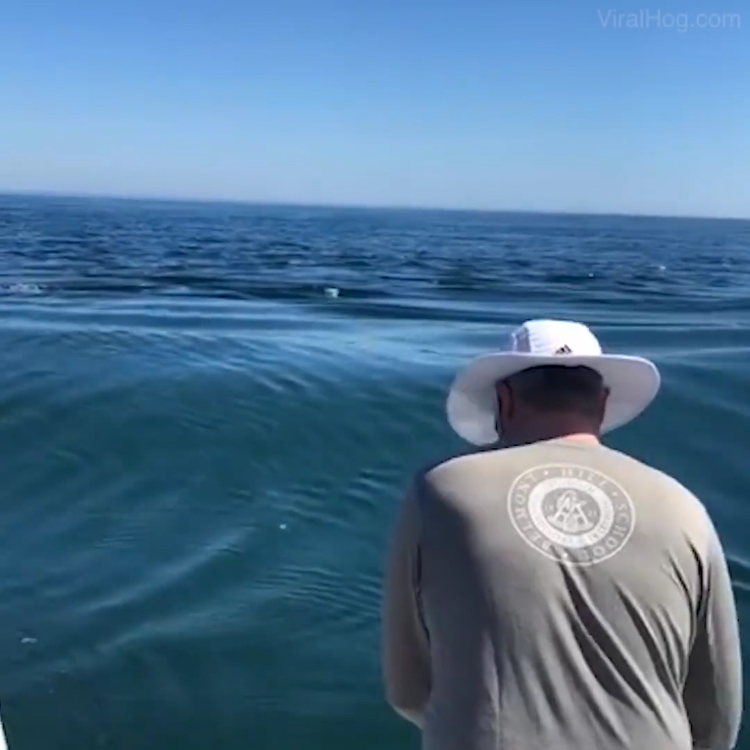 Ca map trang tron cuop ca truoc mui tho cau o My hinh anh