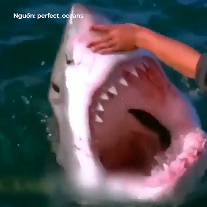 Dung tay khong dua gion voi 'hung than' ca map trang hinh anh