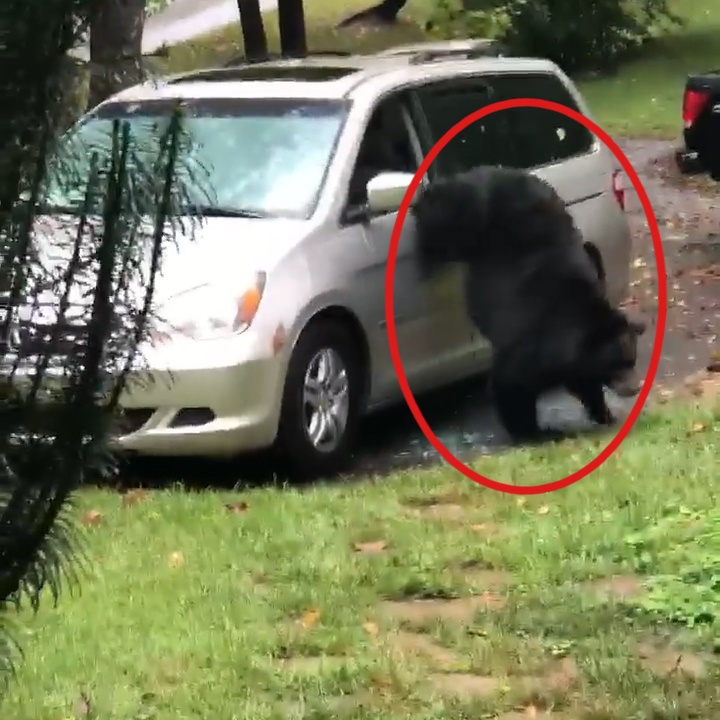 'Ta hoa' khi phat hien con gau dang nam trong oto hinh anh