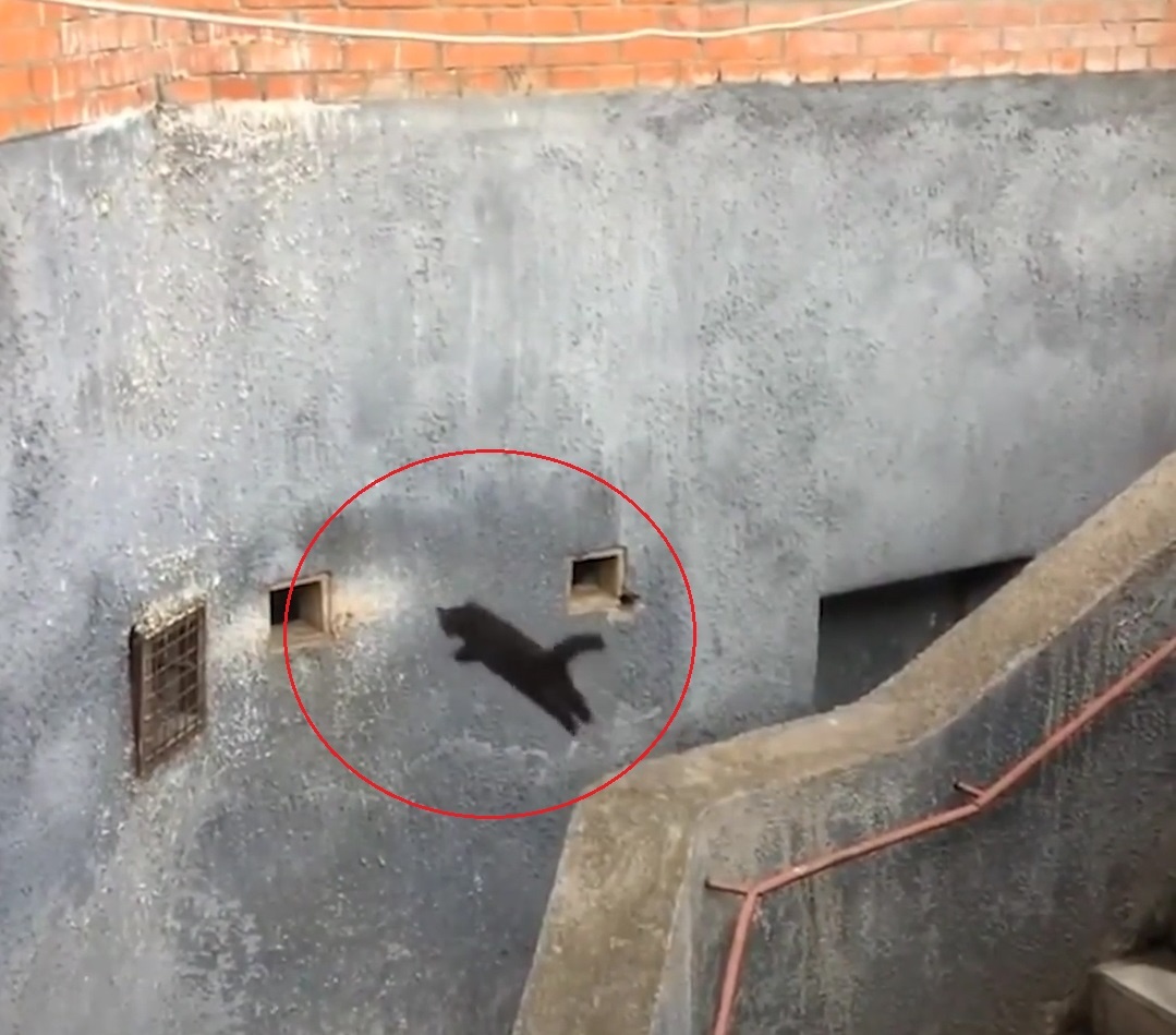 'Mission Impossible' phien ban meo hoang hinh anh