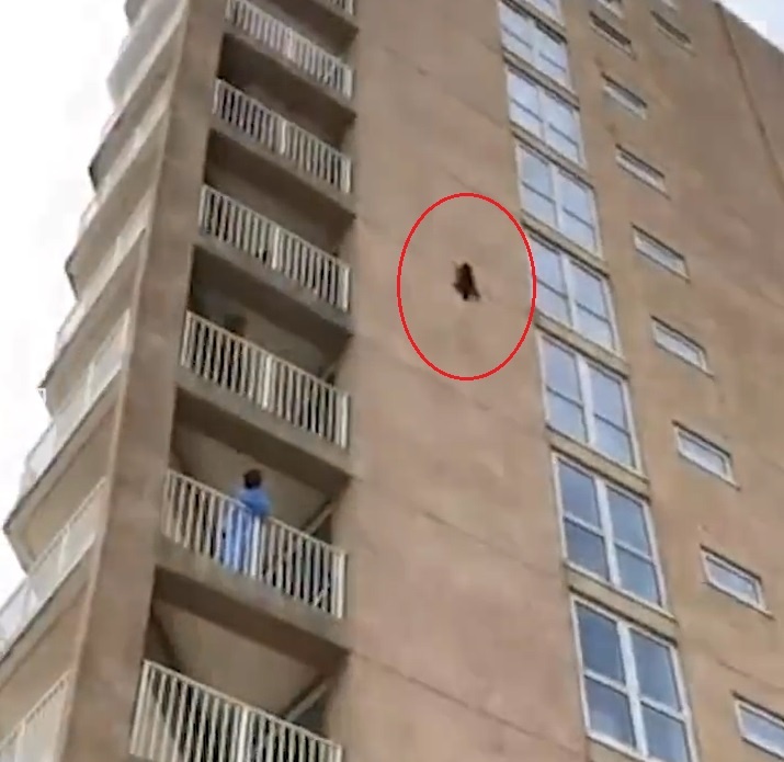 Gau meo song sot ky dieu khi roi tu do tu tang 9 cua toa nha hinh anh