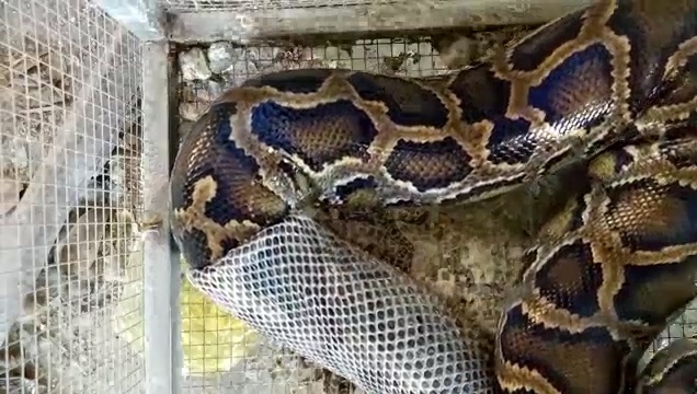 Can canh man lot xac day ngoan muc cua tran hinh anh