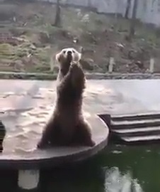 Chu gau biet vay tay xin nguoi cho thuc an hinh anh