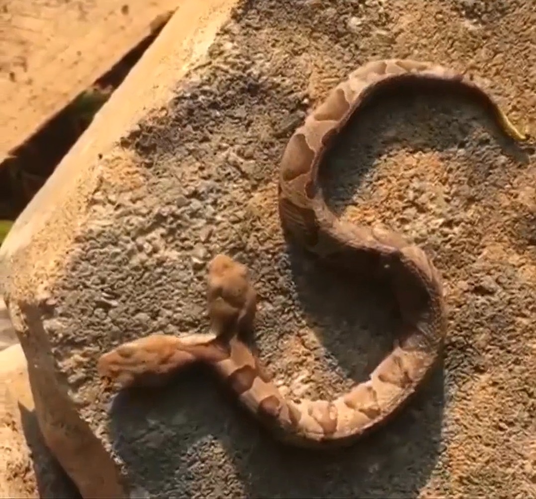 Can canh ran hai dau hiem gap hinh anh