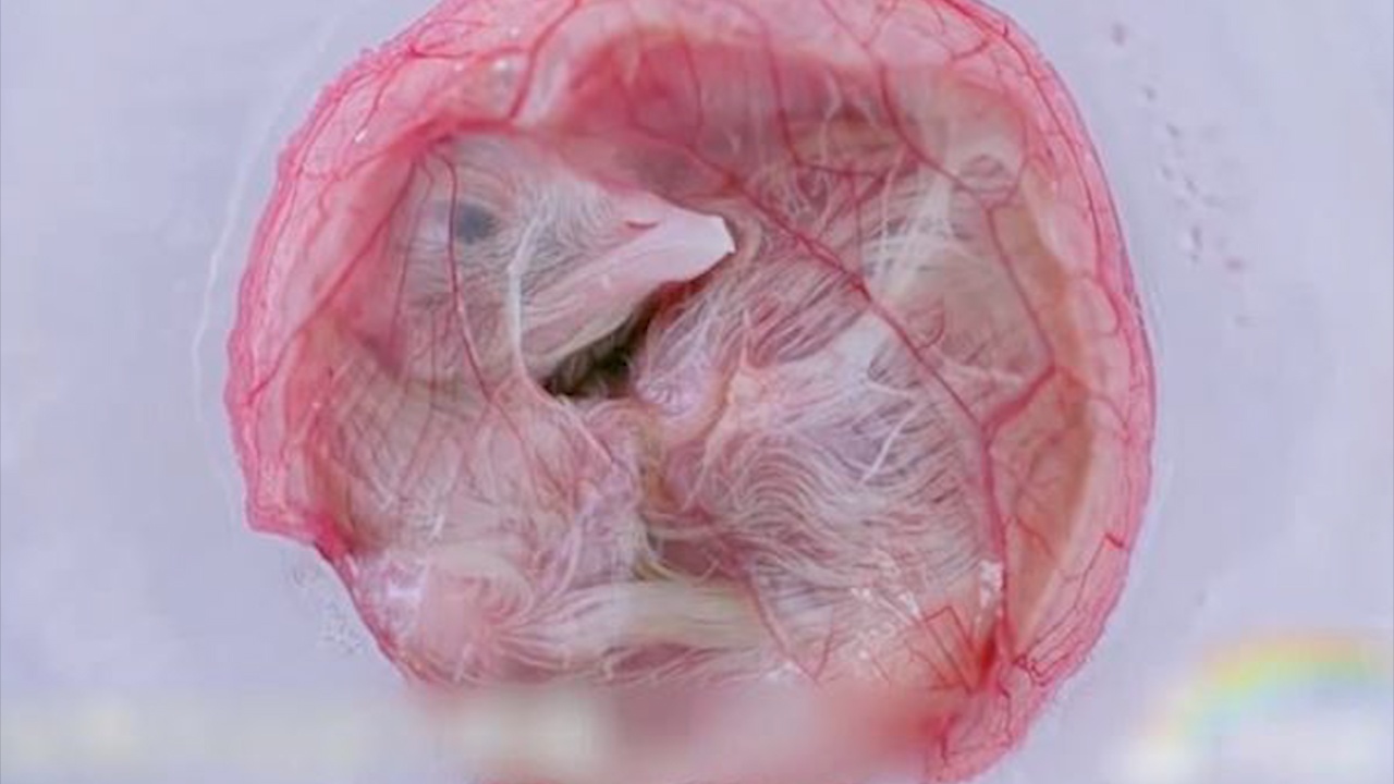 Can canh qua trinh phat trien cua ga con, khi khong co vo trung hinh anh