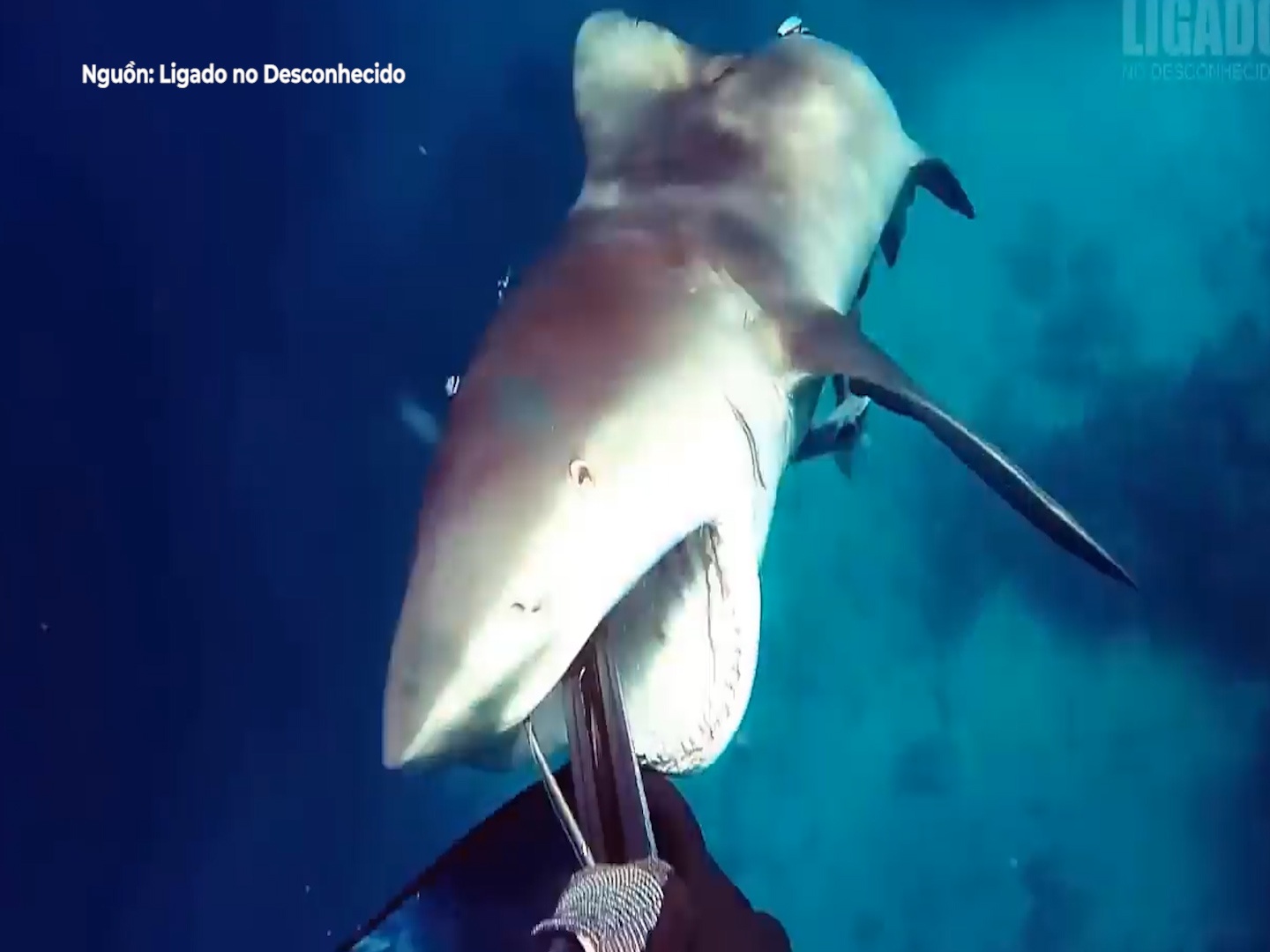 Nhung man vat lon voi ca map duoc ghi lai tren camera hinh anh