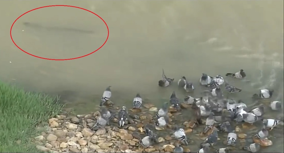 Ca tre nuot gon chim bo cau dang kiem an o bo song hinh anh