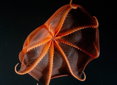 Ve dep khac thuong cua loai muc 'ma ca rong' hinh anh