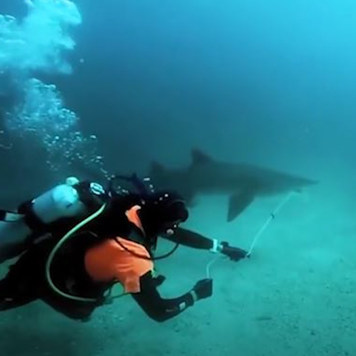 Tho lan dung cam cuu ca map thoat khoi luoi cau hinh anh