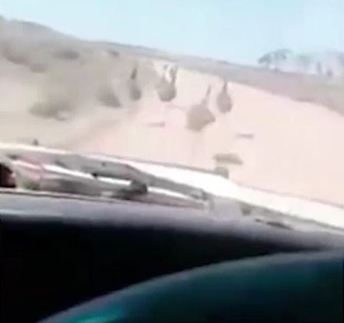 Thanh nien lai xe toc do cao, dam hang loat chim da dieu gay phan no hinh anh