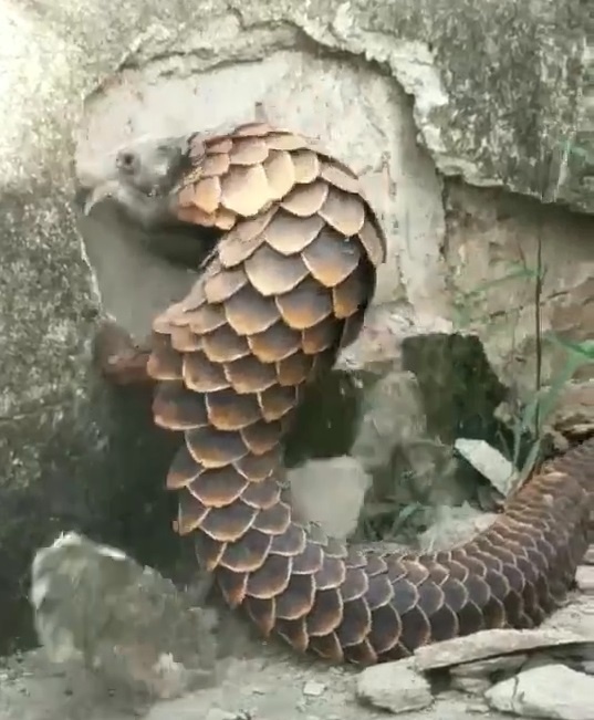 Kinh ngac toc do va kha nang pha tuong cua loai te te hinh anh