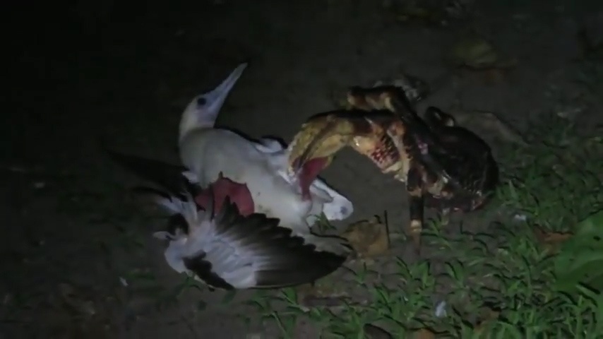 Loai cua dua khong lo san chim de an thit hinh anh