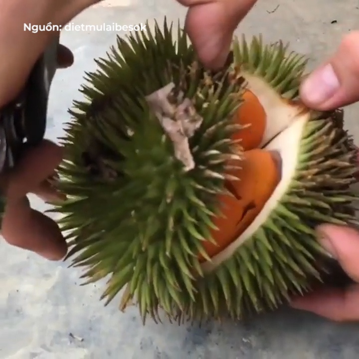 Sau rieng ruot do co vo xinh xan hinh anh