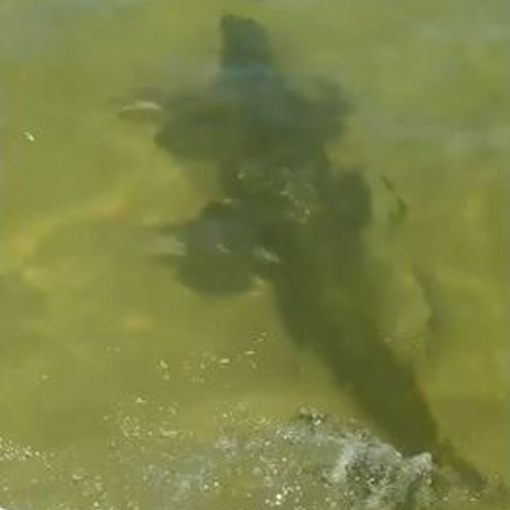 Du khach My thich thu bat gap ca sau luon quanh minh hinh anh