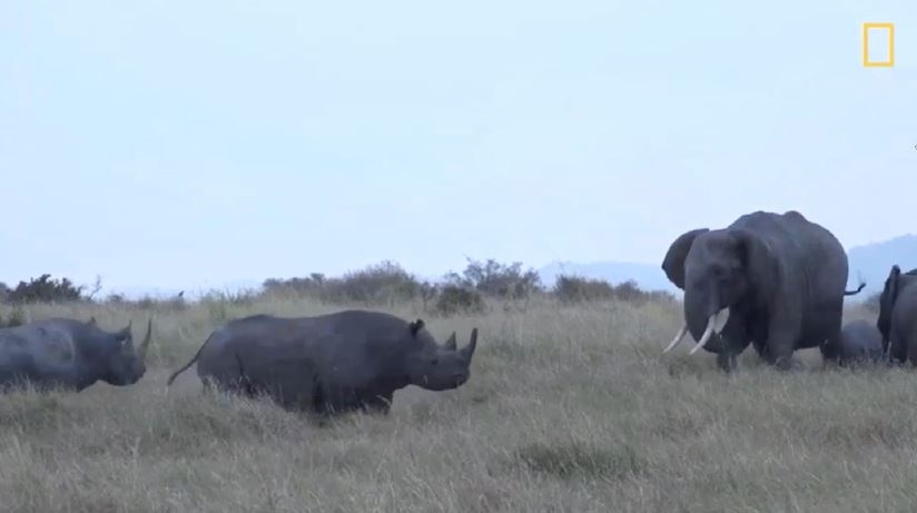 Voi va te giac danh nhau, su tu chi biet dung nhin hinh anh