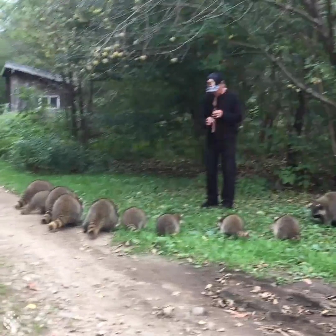 Nguoi dan ong thoi sao goi hang chuc con gau meo trong rung de cho an hinh anh