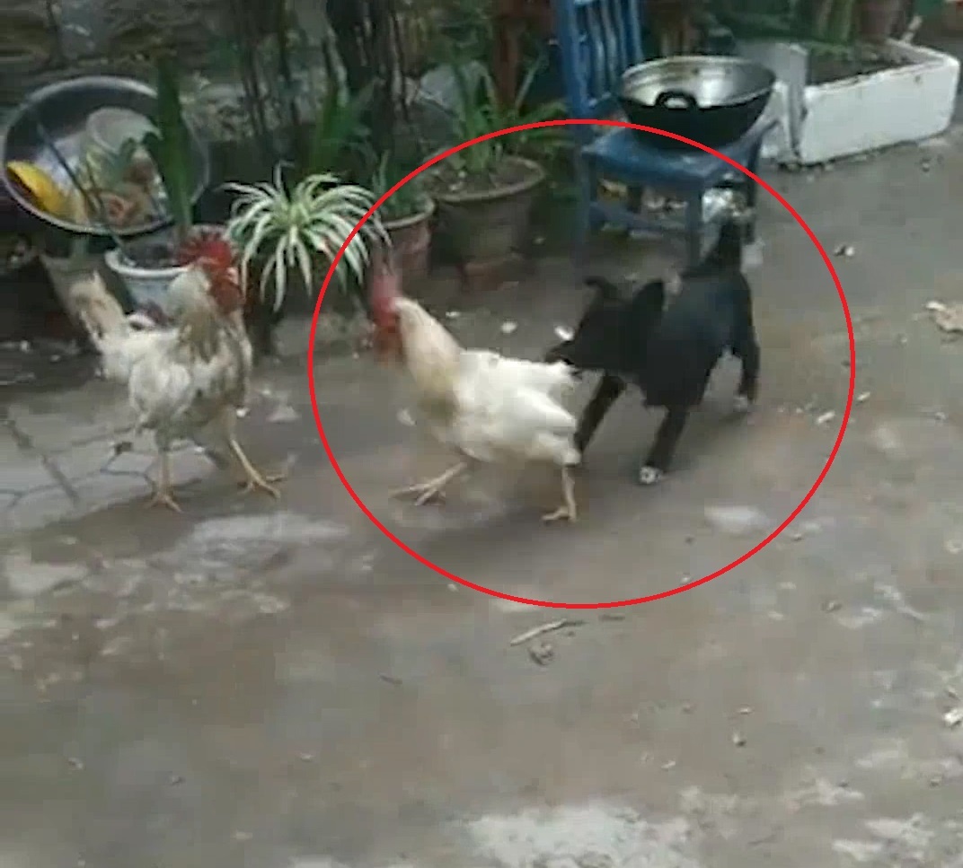 Chu cho can ngan khi thay hai ga trong xung dot hinh anh