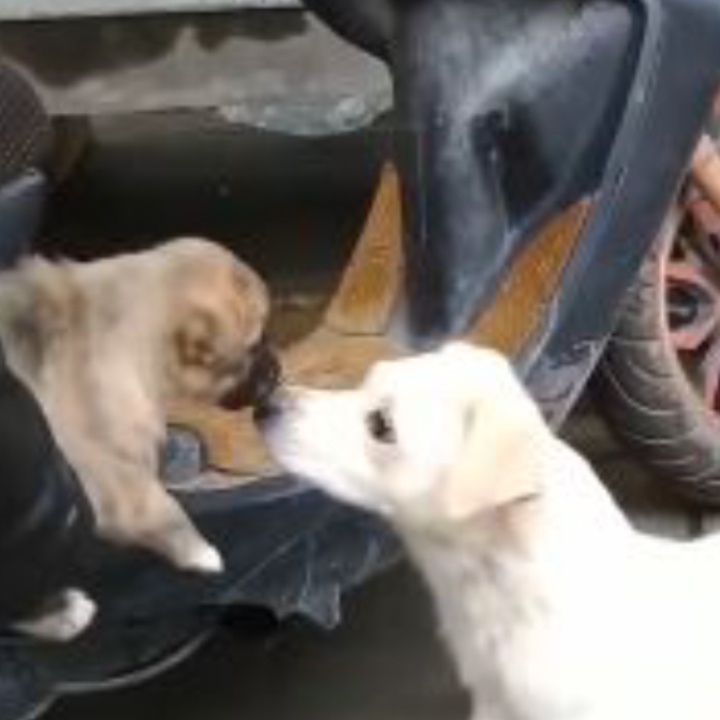 Cho me quyen luyen khong no roi xa khi con ve nha chu moi hinh anh