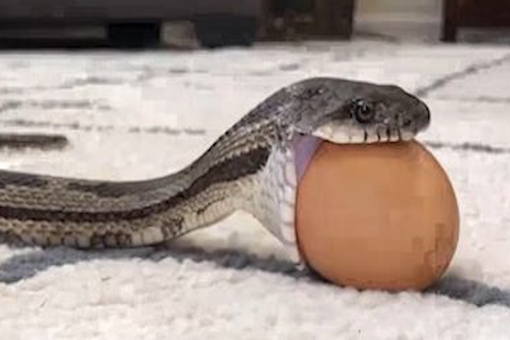 Kha nang mo ham vuot bac cua loai ran khi thu an trung ga hinh anh